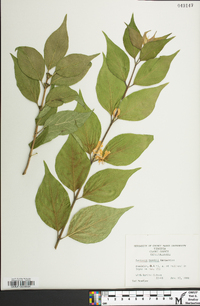 Lonicera maackii image