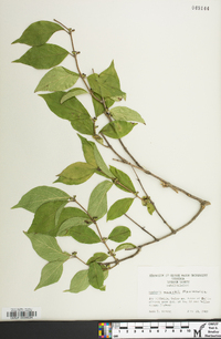 Lonicera maackii image