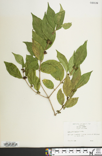 Lonicera maackii image