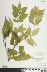 Lonicera maackii image