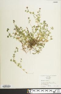 Sherardia arvensis image