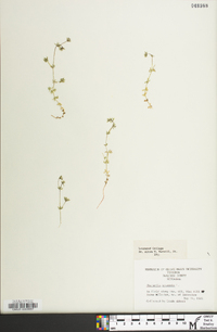 Sherardia arvensis image