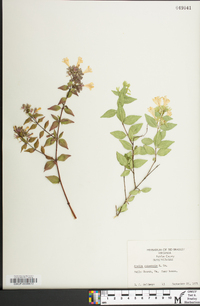 Abelia chinensis image