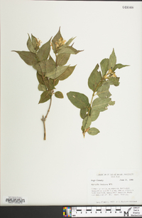 Diervilla lonicera image