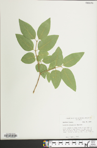 Lonicera canadensis image