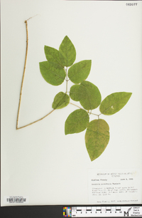 Lonicera canadensis image