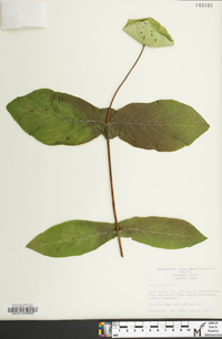 Lonicera dioica image