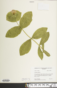 Lonicera dioica image