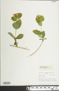 Lonicera dioica image