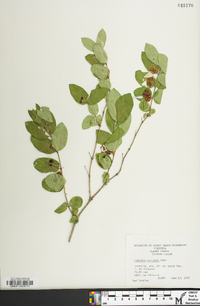 Lonicera morrowii image