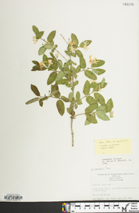 Lonicera morrowii image