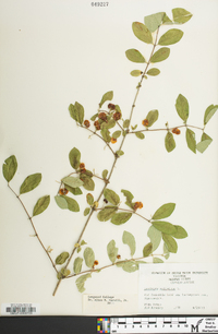 Lonicera xylosteum image