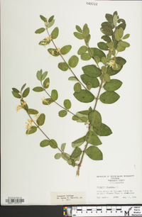 Lonicera xylosteum image