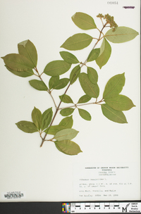 Viburnum cassinoides image