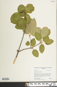 Viburnum cassinoides image