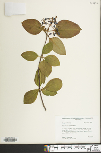 Viburnum cassinoides image
