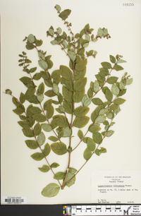 Symphoricarpos orbiculatus image