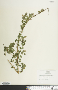 Symphoricarpos orbiculatus image