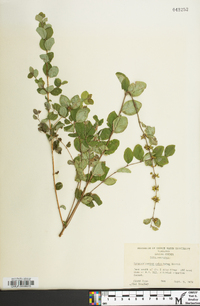 Symphoricarpos orbiculatus image