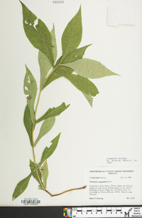 Triosteum angustifolium image