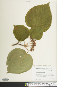 Viburnum lantanoides image