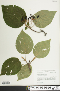 Viburnum lantanoides image