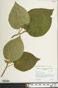 Viburnum lantanoides image