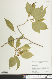 Viburnum lentago image