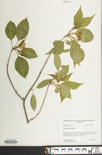 Viburnum lentago image