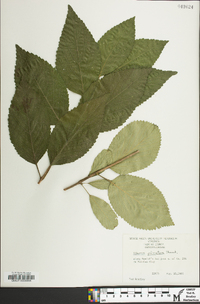 Viburnum plicatum image