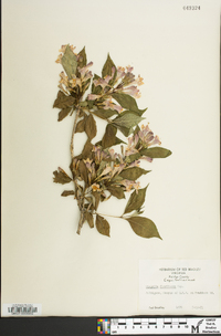 Weigela floribunda image