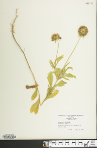 Lomelosia stellata image