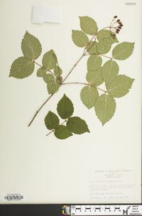 Viburnum rafinesqueanum image