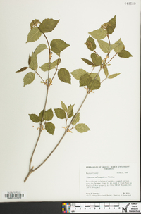 Viburnum rafinesqueanum image