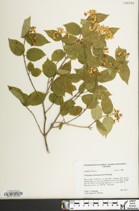 Viburnum rafinesqueanum image