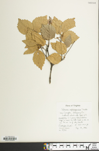 Viburnum rafinesqueanum image