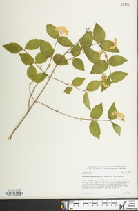 Viburnum rafinesqueanum image