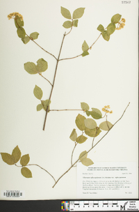 Viburnum rafinesqueanum image