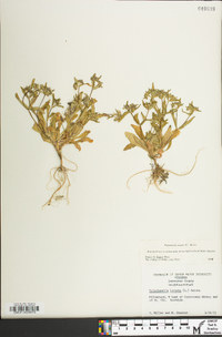 Valerianella locusta image