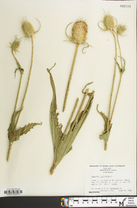 Dipsacus laciniatus image