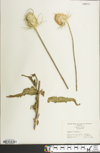 Dipsacus laciniatus image