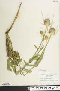 Dipsacus fullonum image