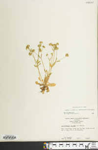 Valerianella locusta image