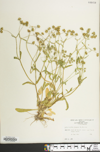 Valerianella locusta image