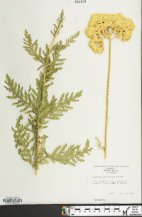 Achillea filipendulina image