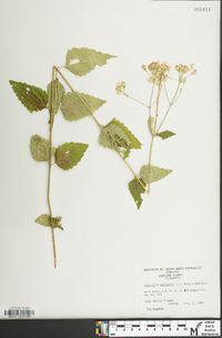 Ageratina aromatica image