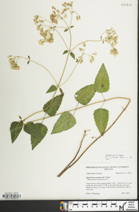 Ageratina aromatica image