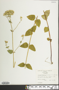 Ageratina aromatica image