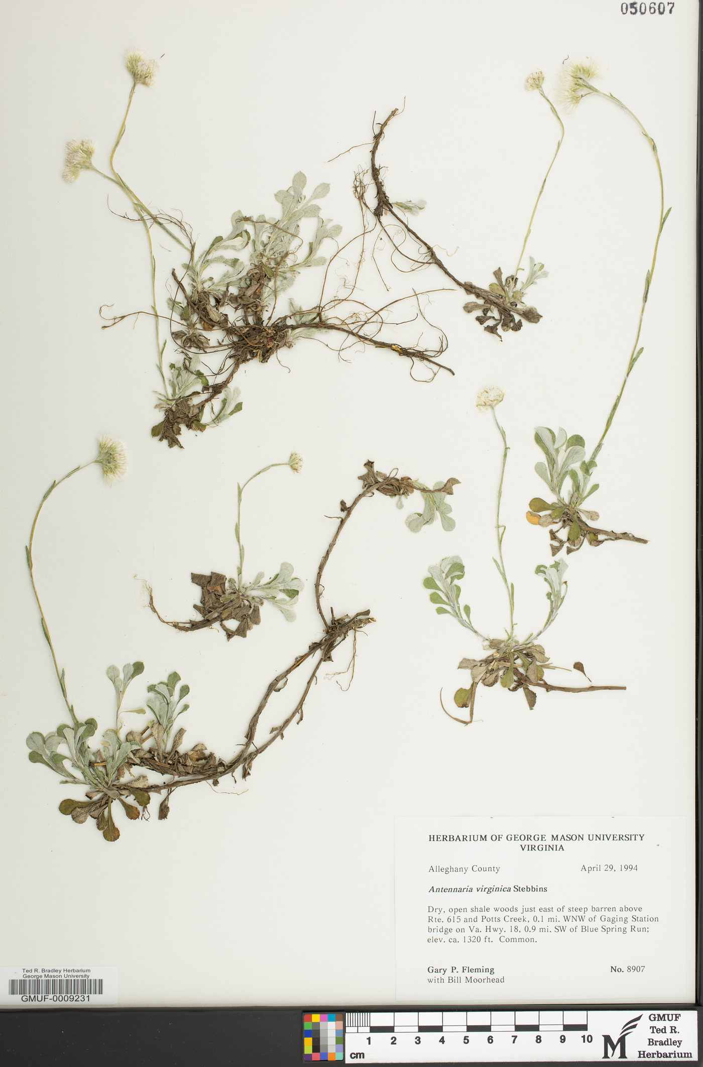Antennaria virginica image