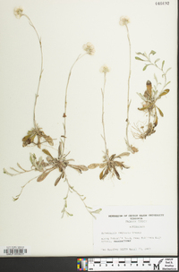 Antennaria neglecta image